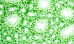 General Toxicology